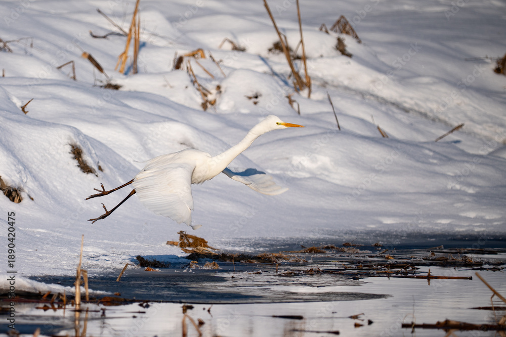Fototapeta premium Great egret in flight in winter
