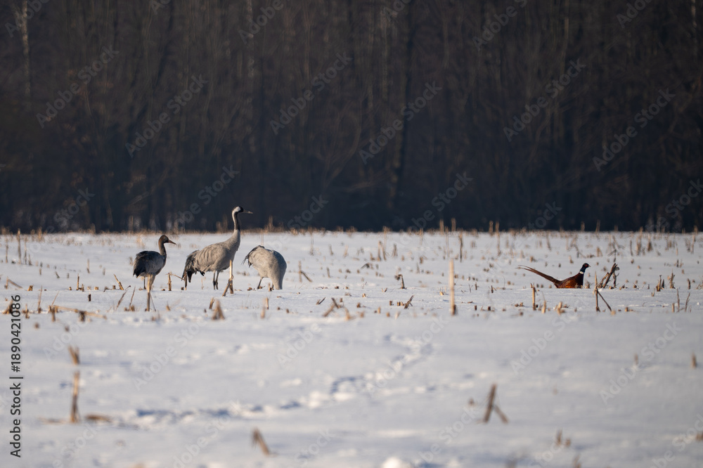 Fototapeta premium Group of Common Cranes (Grus grus) standing in a snowy field