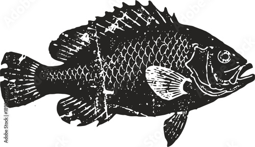 Detailed black and white illustration of a sunfish with textured scales and extended fins