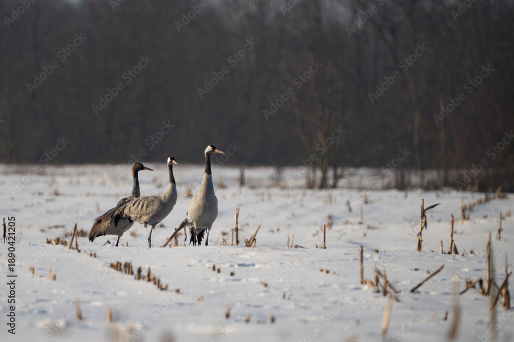 Fototapeta premium Group of Common Cranes (Grus grus) standing in a snowy field