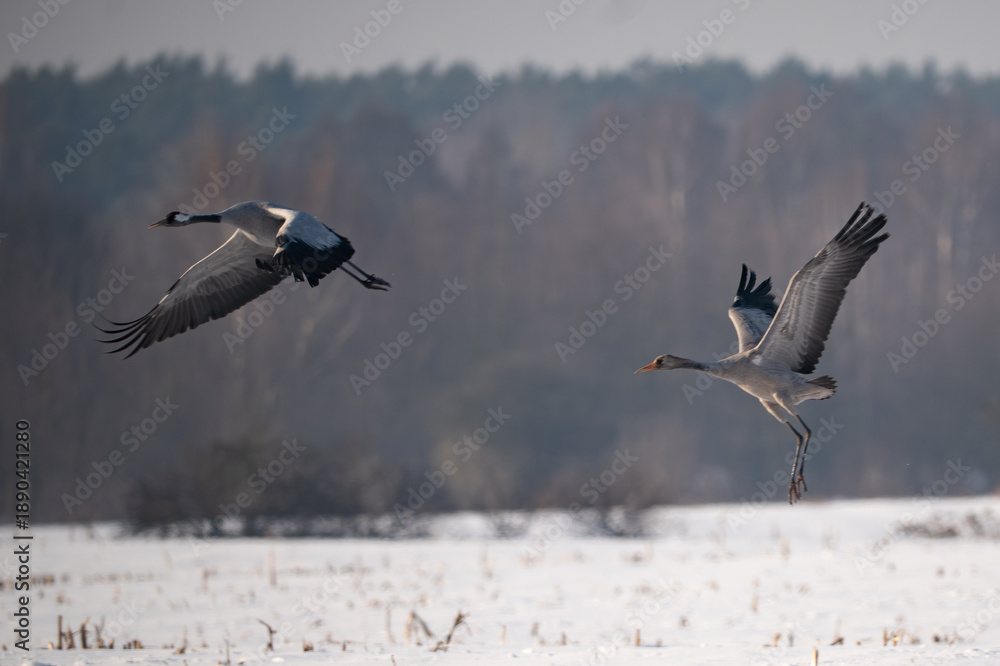 Fototapeta premium Two Common Cranes (Grus grus) taking flight over a snowy winter field.