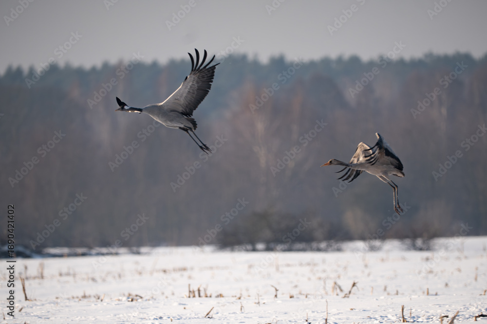 Fototapeta premium Two Common Cranes (Grus grus) taking flight over a snowy winter field.