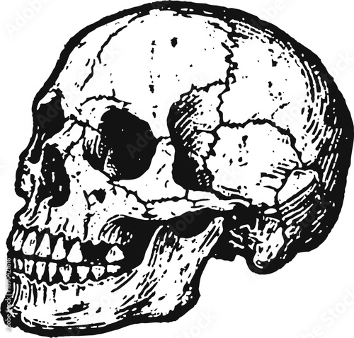 Detailed human skull illustration in black and white, vintage anatomical drawing of skull side view
