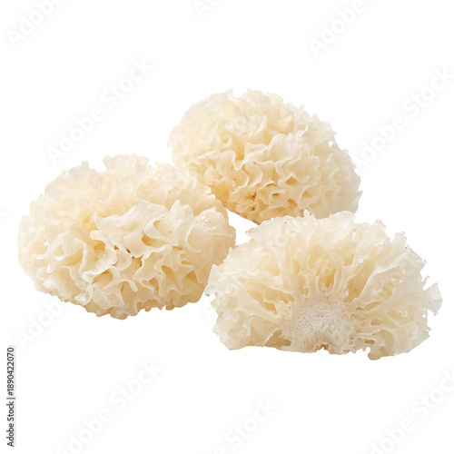 Fresh white tremella mushrooms with delicate ruffled texture, commonly known as snow fungus, isolated in a clean close up highlighting natural form and edible fungus detail.