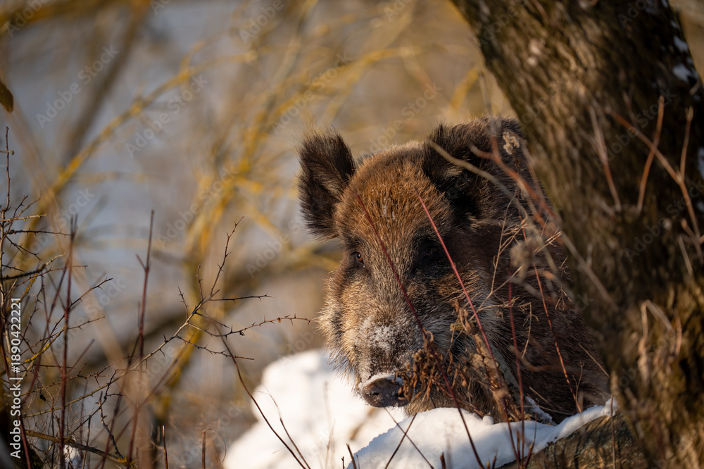 Obraz premium Wild boar in the forest in winter