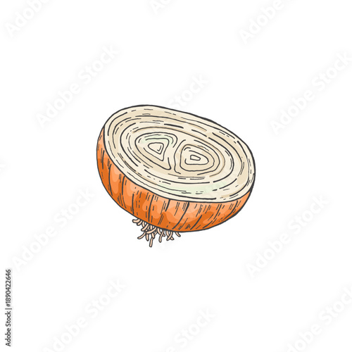 A half of an onion, a slice. Sketch. Doodle. Fresh, organic vegetables. Healthy food. Herbs, fragrant spices. Vector illustration isolated on white background.