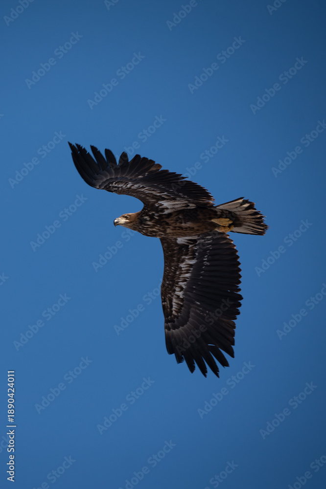 Fototapeta premium A white-tailed eagle in flight against a blue sky