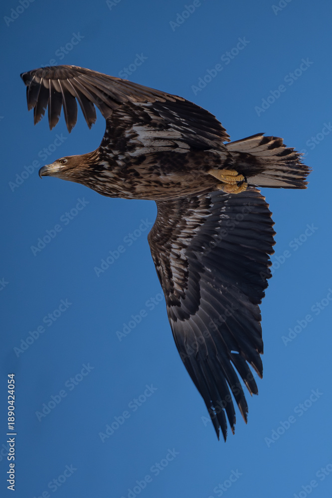 Fototapeta premium A white-tailed eagle in flight against a blue sky