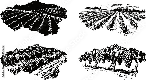 vineyard landscape and grapevine clusters vintage agricultural farm scenes, grape harvest and vineyard rows in rural countryside