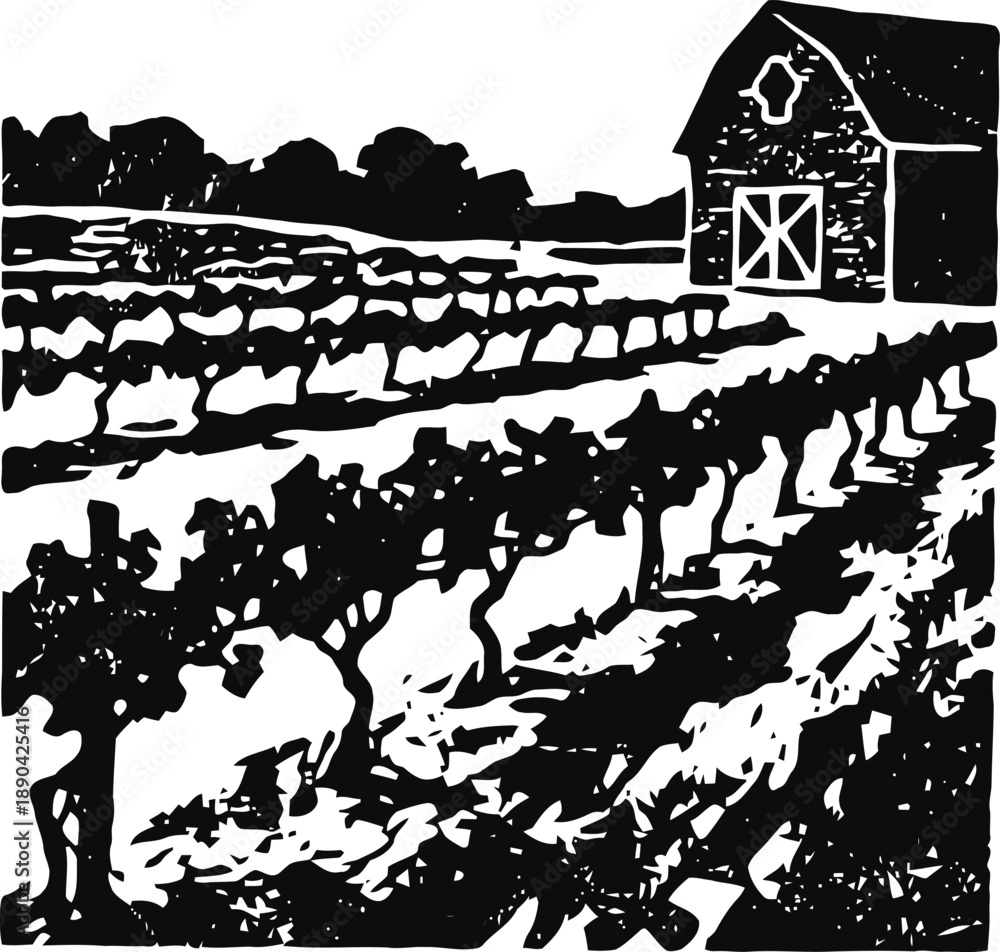 Obraz premium Vineyard landscape with rows of grapevines and rustic barn in countryside farm setting