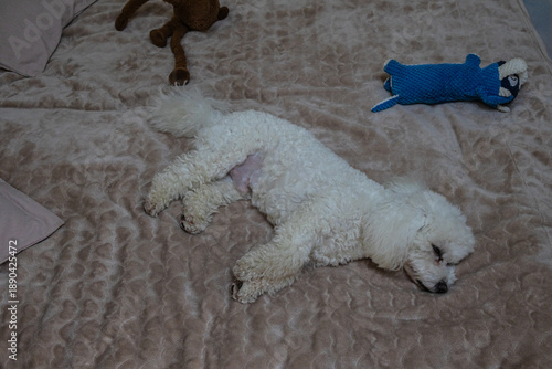 Peaceful white dog napping on a soft, textured blanket