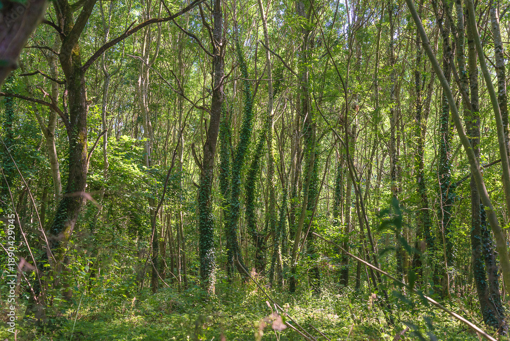 Obraz premium Summer forest by sunny day