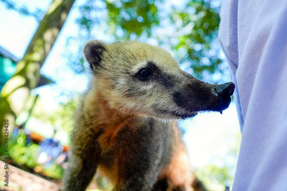 Obraz premium Wild Coati in Iguazu falls walking between the tourist