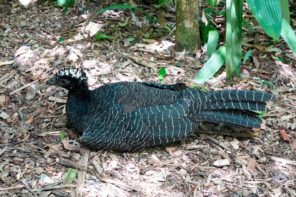 Naklejka premium Jacutinga Yacutinga black fronted piping guan in brazilian rainforest