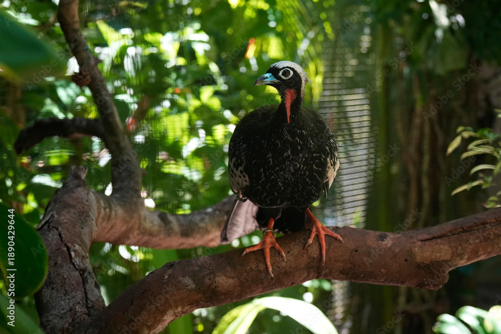 Fototapeta premium Jacutinga Yacutinga black fronted piping guan in brazilian rainforest