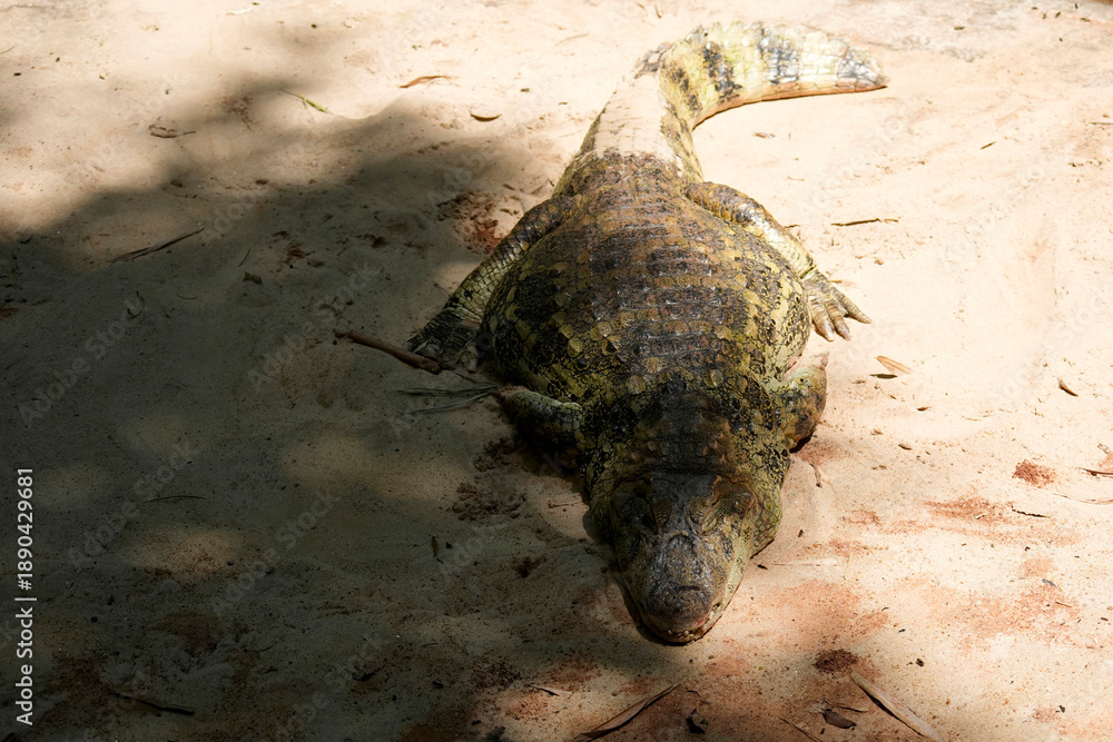 Obraz premium brazilian rainforest caiman close up