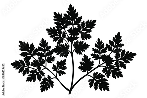 Tableau sur toile chervil silhouette line art vector illustration