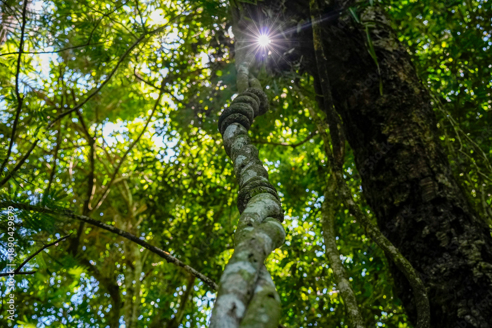 Fototapeta premium vine bush rope in rainforest