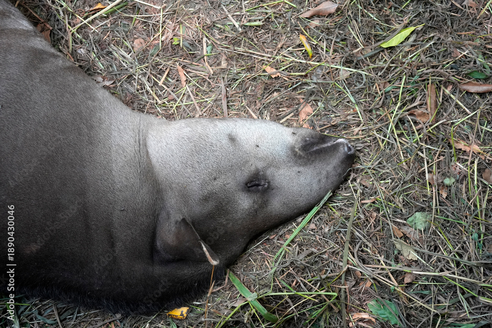 Fototapeta premium rainforest tapir resting on the ground