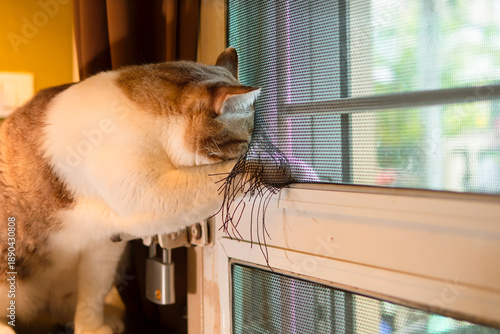 Obraz na płótnie tabby cat attempts to sneak outside after biting and destroying the mosquito net at the door of the house