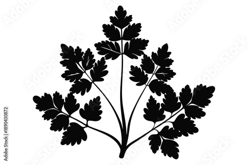 Schilderij op canvas chervil silhouette line art vector illustration