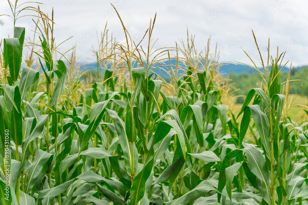 Obraz premium lush green corn-maize crop thrives , capturing the essence of organic agriculture and nature's growth on a fertile farm field