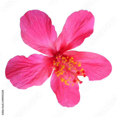 Wallpaper Mural Pink Hibiscus Flower Stock Photo Torontodigital.ca