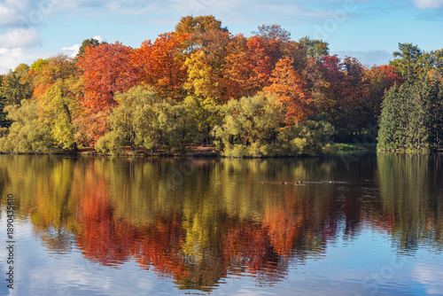 Trees by the pond in the autumn park.