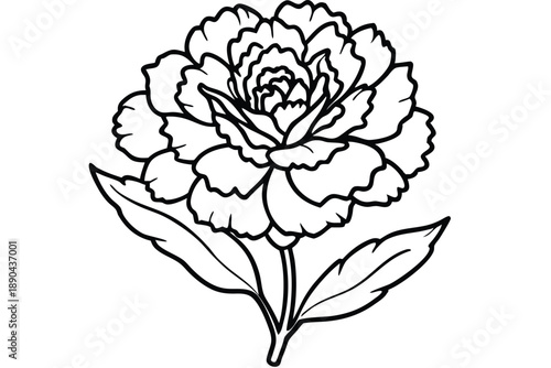 carnation flower silhouette line art vector illustration