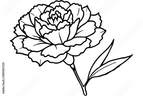 carnation flower silhouette line art vector illustration