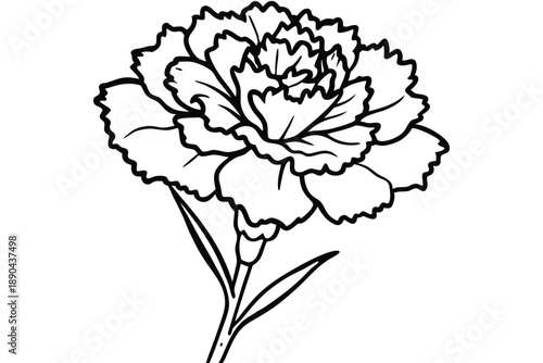 carnation flower silhouette line art vector illustration