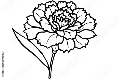carnation flower silhouette line art vector illustration