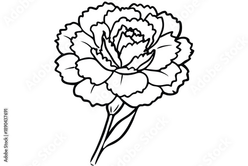carnation flower silhouette line art vector illustration