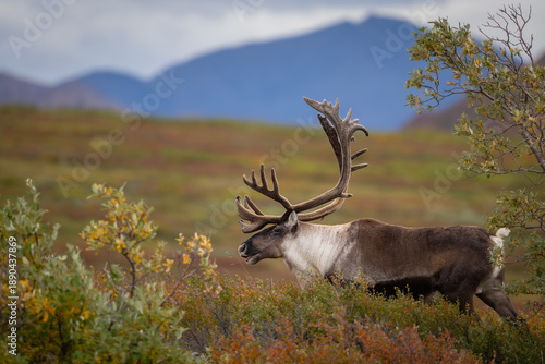 A large bull (male) caribou (Rangifer tarandus) with large antlers crosses the tundra in Denali National Park, Alaska, USA. 