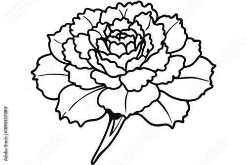 carnation flower silhouette line art vector illustration