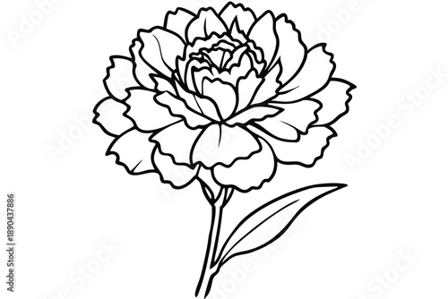 carnation flower silhouette line art vector illustration