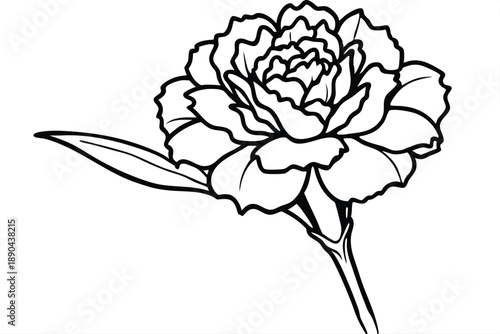 carnation flower silhouette line art vector illustration