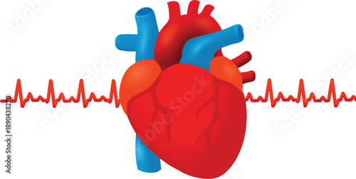 human heart with ecg line