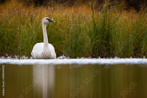 Tableau sur toile A Trumpeter Swan (Cygnus buccinator) prepared to migrate during the fall in a tundra pond along the Denali Highway, Central Alaska, USA