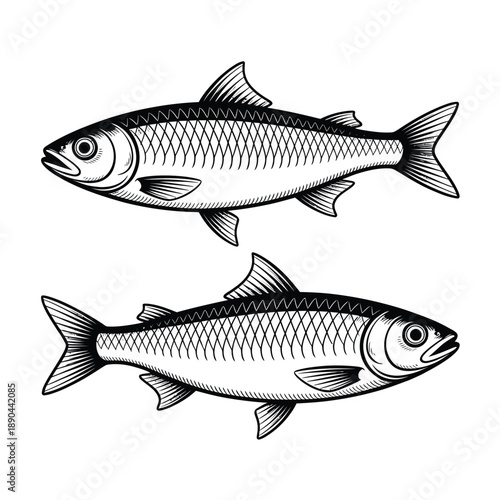 Two herring fish displayed in a vintage black and white engraving