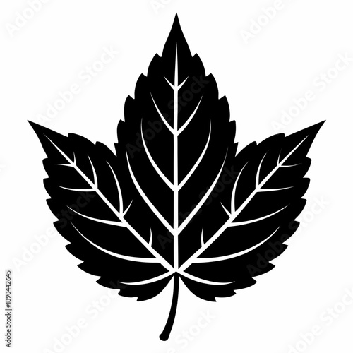 Black and white leaf silhouette