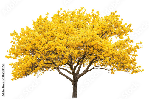 Bright yellow tree with blossoms standing alone on transparent background