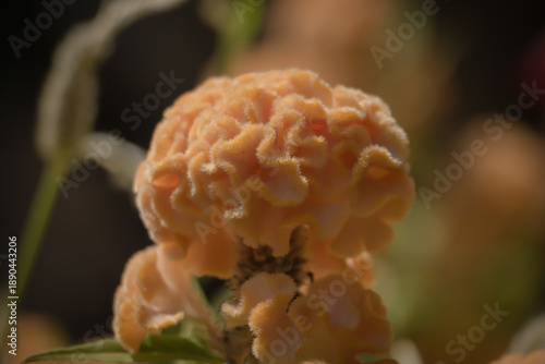 Fotografía Close-up of an orange cockscomb flower with velvety, brain-like texture and soft light, creating a unique floral macro background