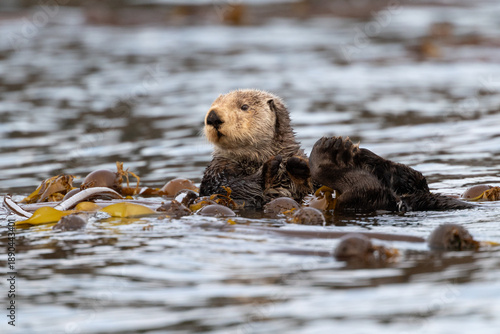 Sea Otters (Enhydra lutris) float in a kelp bed in Kachemak Bay, near Homer, Alaska, USA. 