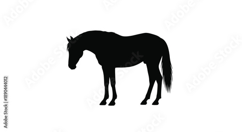 A striking black horse stands gracefully in a dark silhouette