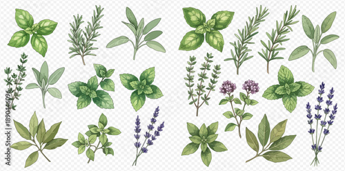 Watercolor illustration set of fresh green herbs and spices for cooking and aromatherapy.