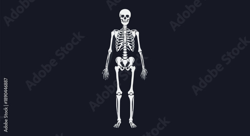 Human Skeleton Anatomy Medical Illustration.