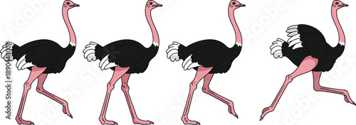 Ostrich walking animation frames vector set. African ostrich in step by step walking poses. Wildlife bird motion sequence, isolated on white background.
