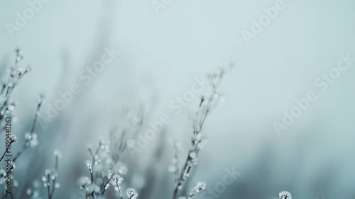 Delicate frozen plant branches stand covered in glistening ice and white frost, creating a serene winter scene with a soft blue background, symbolizing coldness, purity, and natural beauty