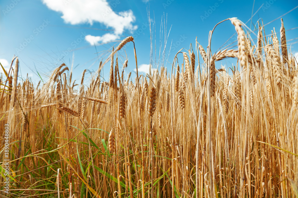 Fototapeta premium Ripe grain ears in field under blue sky